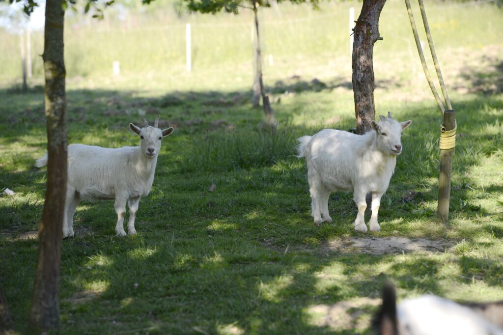 https://cdt64.media.tourinsoft.eu/upload/POYANNE-LOCATION-034XN.jpg