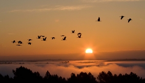 https://cdt40.media.tourinsoft.eu/upload/vol-grues-recadree-Ts.jpg